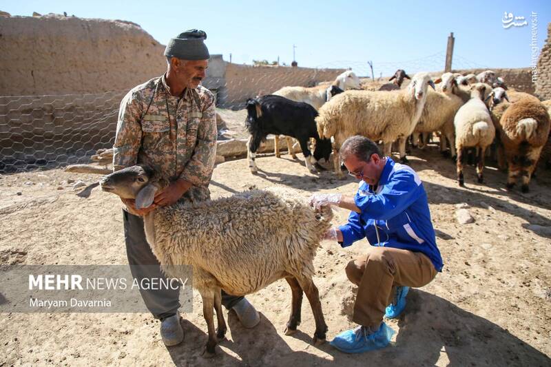 عکس / واکسیناسیون دام در روستای توکور شهرستان شیروان 33