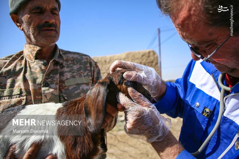 عکس / واکسیناسیون دام در روستای توکور شهرستان شیروان 30