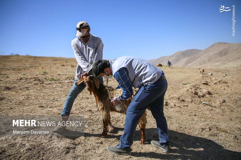 عکس / واکسیناسیون دام در روستای توکور شهرستان شیروان 28
