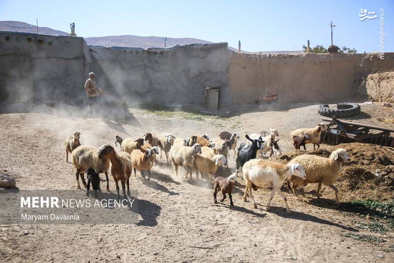 عکس / واکسیناسیون دام در روستای توکور شهرستان شیروان 22