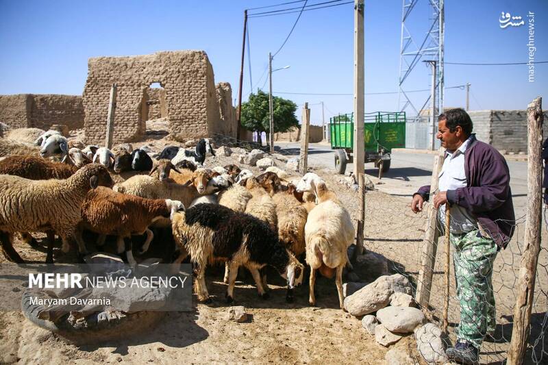 عکس / واکسیناسیون دام در روستای توکور شهرستان شیروان 18