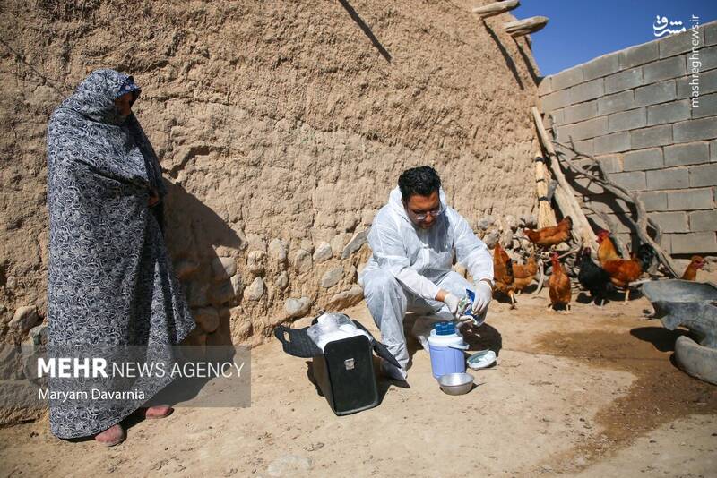 عکس / واکسیناسیون دام در روستای توکور شهرستان شیروان 17