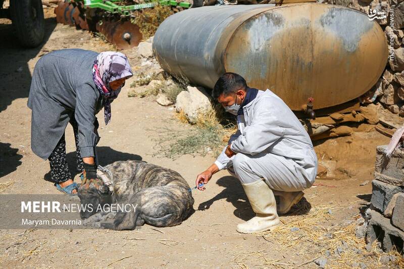 عکس / واکسیناسیون دام در روستای توکور شهرستان شیروان 13
