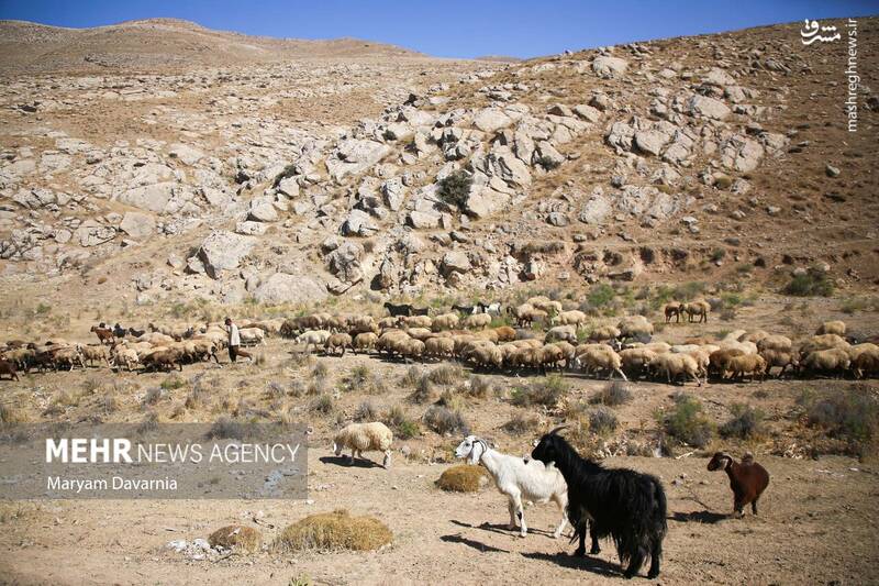 عکس / واکسیناسیون دام در روستای توکور شهرستان شیروان 12