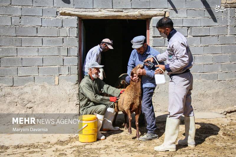 عکس / واکسیناسیون دام در روستای توکور شهرستان شیروان 10