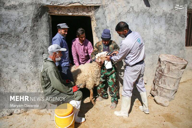 عکس / واکسیناسیون دام در روستای توکور شهرستان شیروان 9