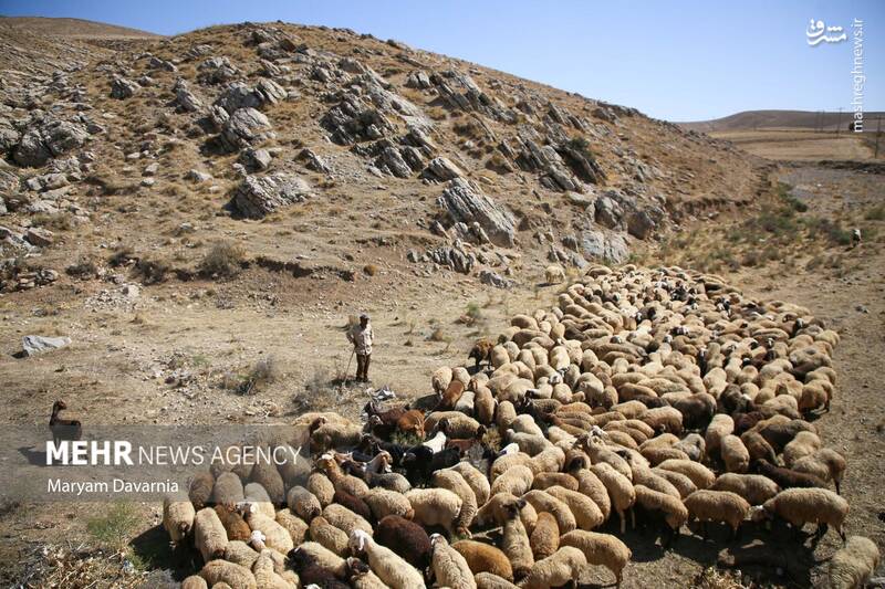 عکس / واکسیناسیون دام در روستای توکور شهرستان شیروان 8