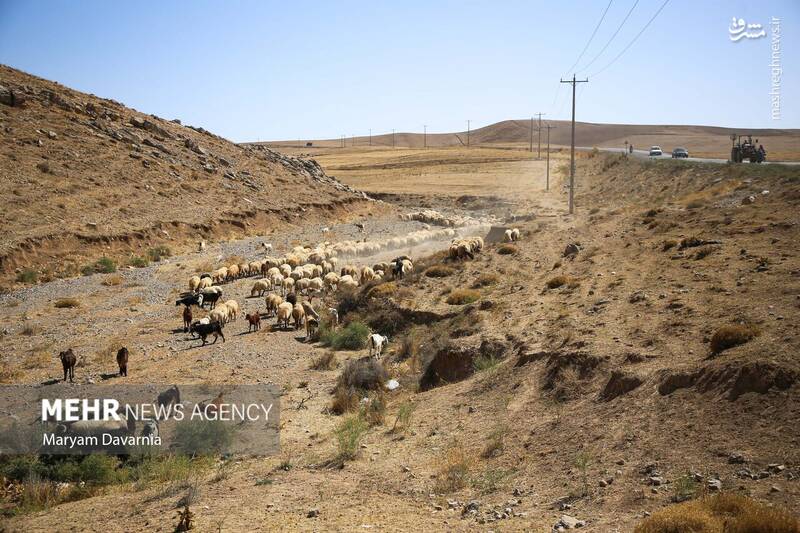 عکس / واکسیناسیون دام در روستای توکور شهرستان شیروان 38