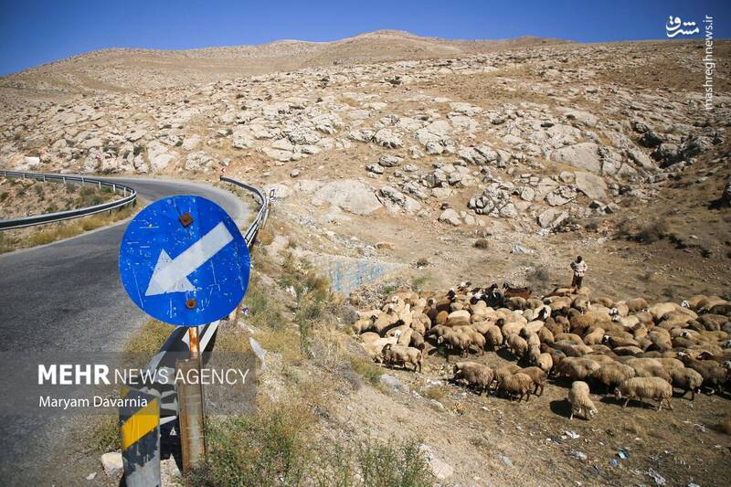 عکس / واکسیناسیون دام در روستای توکور شهرستان شیروان 3