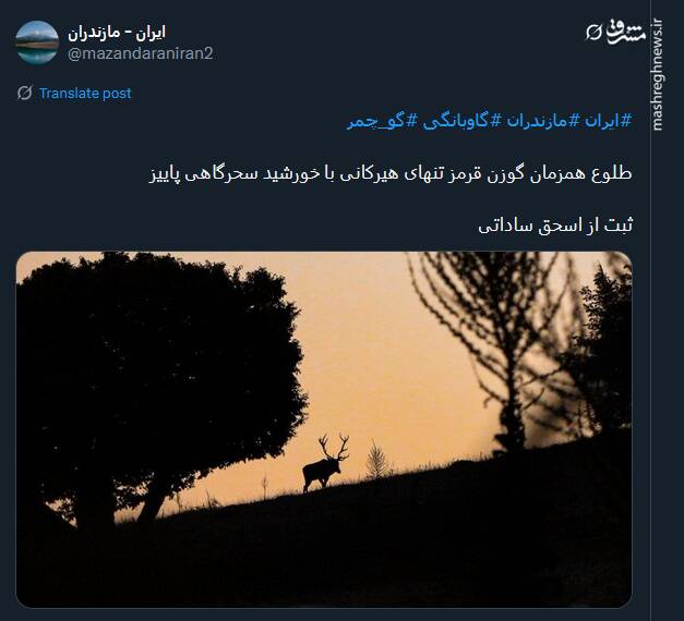 طلوع همزمان گوزن قرمز هیرکانی با خورشید سحرگاهی پاییز + عکس