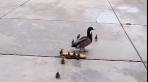 تا حالا تا این حد یه دزد رو دوست نداشتم