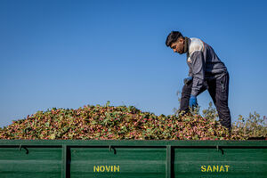 عکس/ تولید پسته از زمین تا بازار