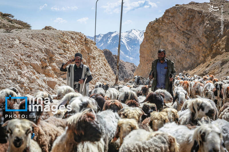 عکس / "زندگی عشایری" 18
