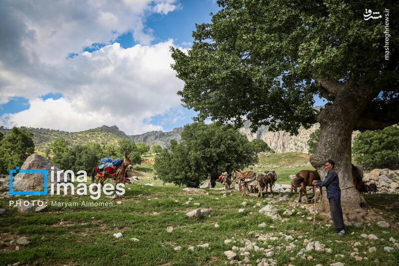 عکس / "زندگی عشایری" 13