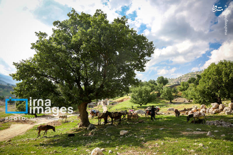 عکس / "زندگی عشایری" 7