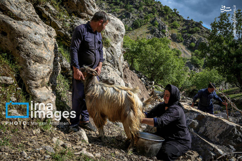 عکس / "زندگی عشایری" 4