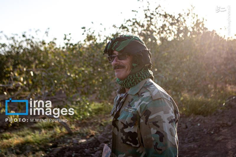 عکس / تولید پسته از زمین تا بازار 19