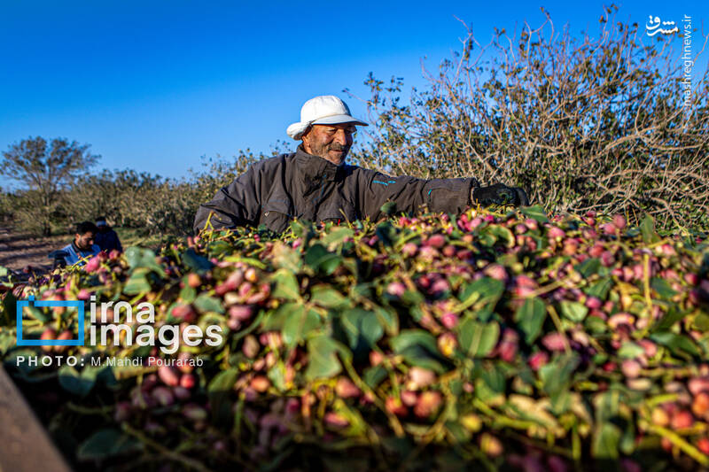 عکس / تولید پسته از زمین تا بازار 18