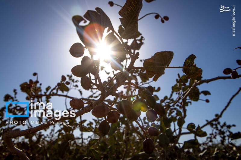عکس / تولید پسته از زمین تا بازار 17