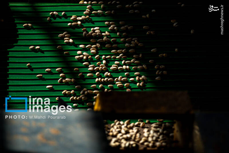 عکس / تولید پسته از زمین تا بازار 20