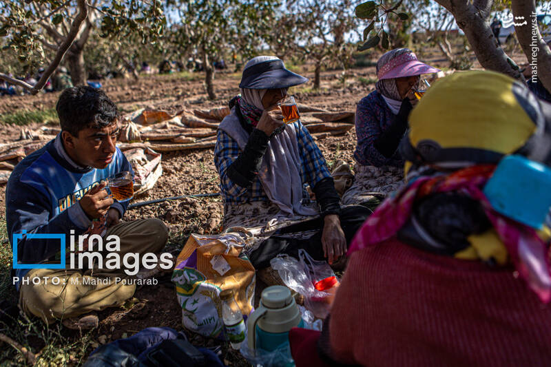 عکس / تولید پسته از زمین تا بازار 15