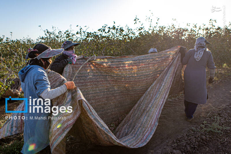 عکس / تولید پسته از زمین تا بازار 14