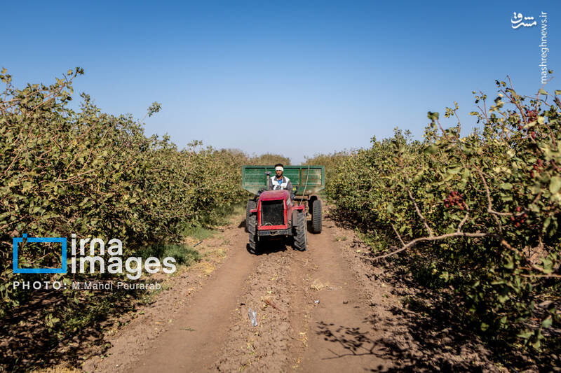 عکس / تولید پسته از زمین تا بازار 13