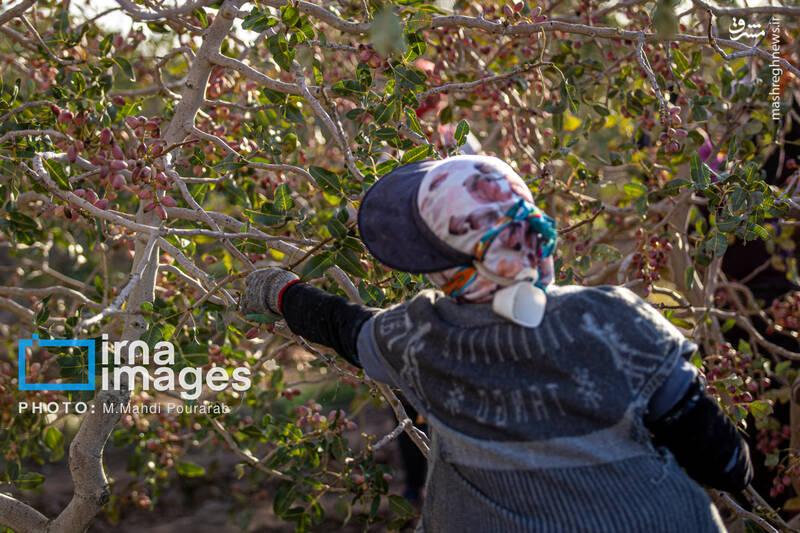 عکس / تولید پسته از زمین تا بازار 12