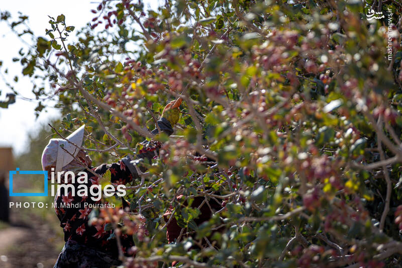 عکس / تولید پسته از زمین تا بازار 11