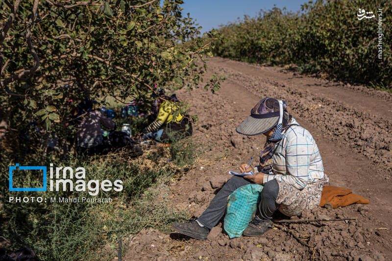 عکس / تولید پسته از زمین تا بازار 10