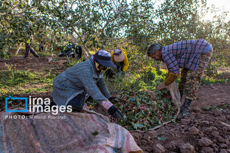 عکس / تولید پسته از زمین تا بازار 9