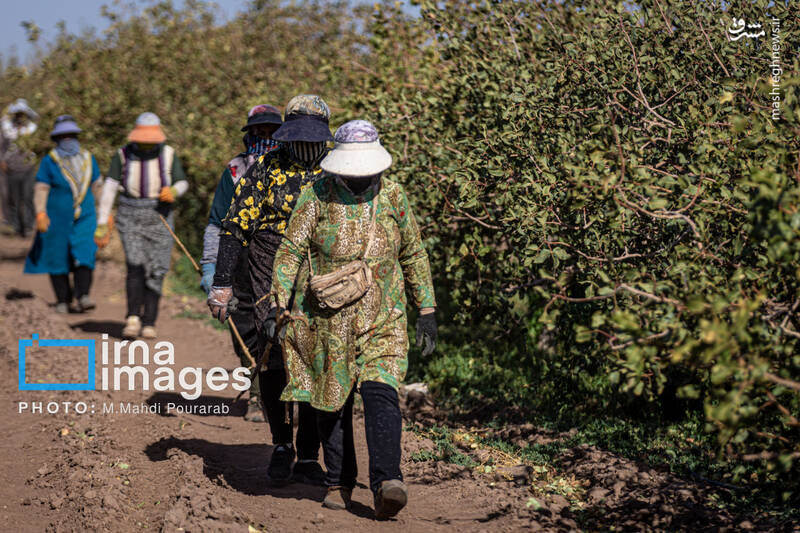 عکس / تولید پسته از زمین تا بازار 8