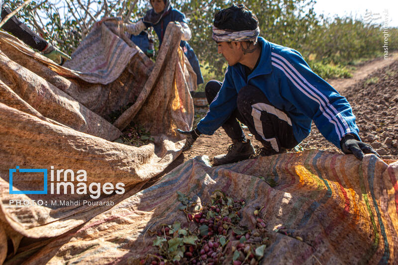 عکس / تولید پسته از زمین تا بازار 7