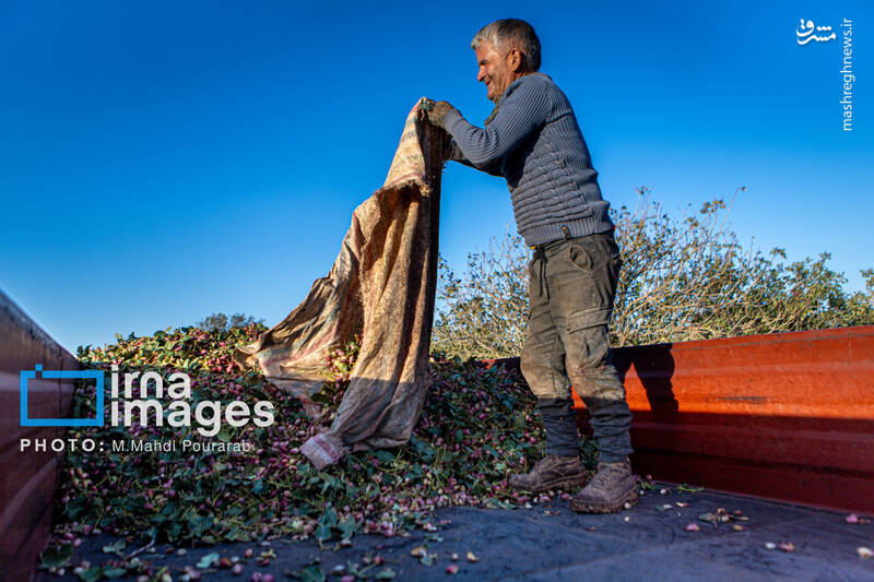 عکس / تولید پسته از زمین تا بازار 6