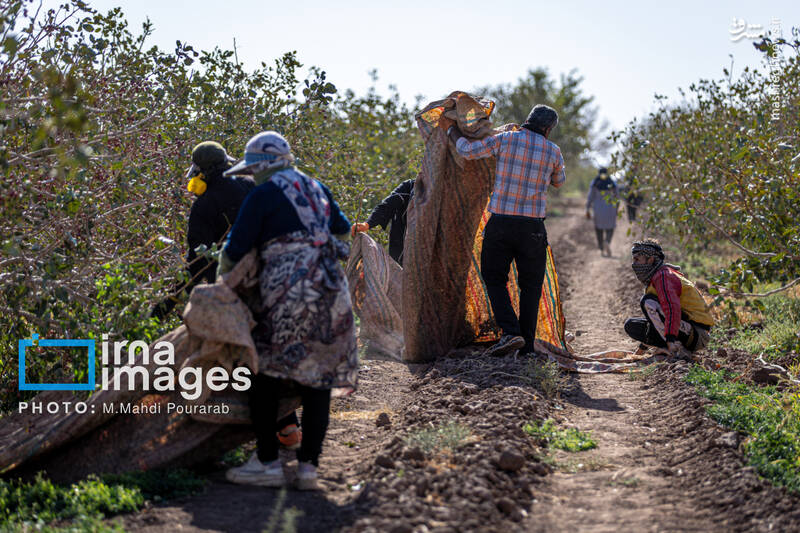 عکس / تولید پسته از زمین تا بازار 5