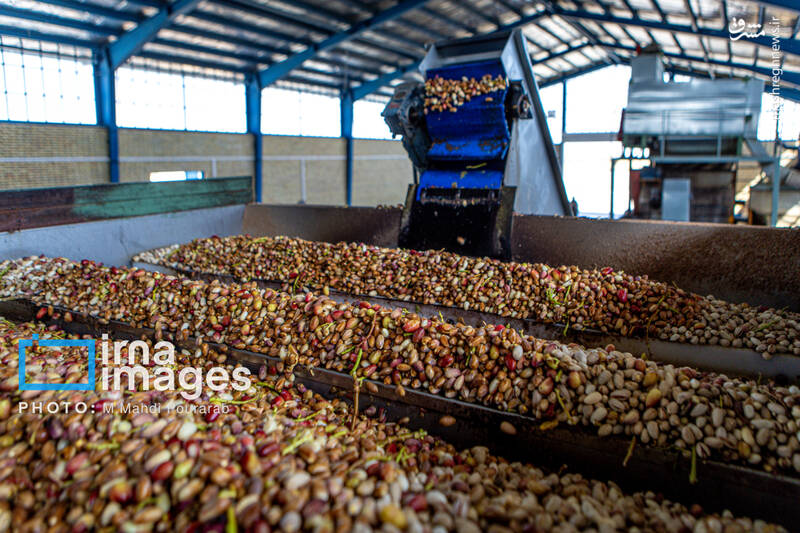 عکس / تولید پسته از زمین تا بازار 26