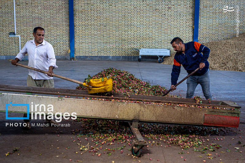 عکس / تولید پسته از زمین تا بازار 22