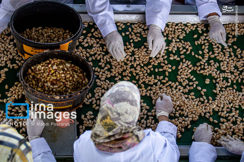 عکس / تولید پسته از زمین تا بازار 21