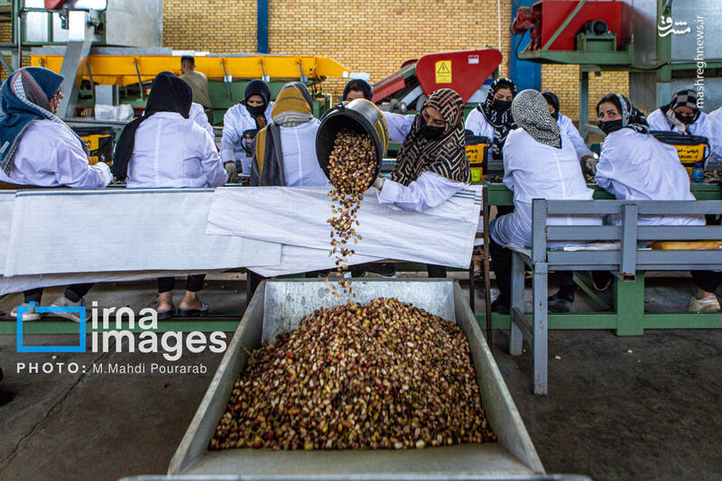 عکس / تولید پسته از زمین تا بازار 25