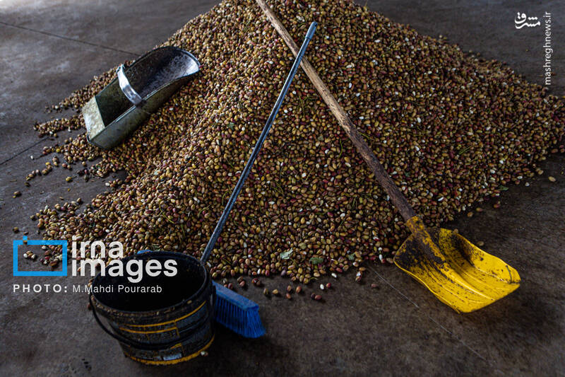 عکس / تولید پسته از زمین تا بازار 23
