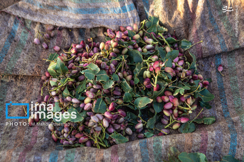 عکس / تولید پسته از زمین تا بازار 4