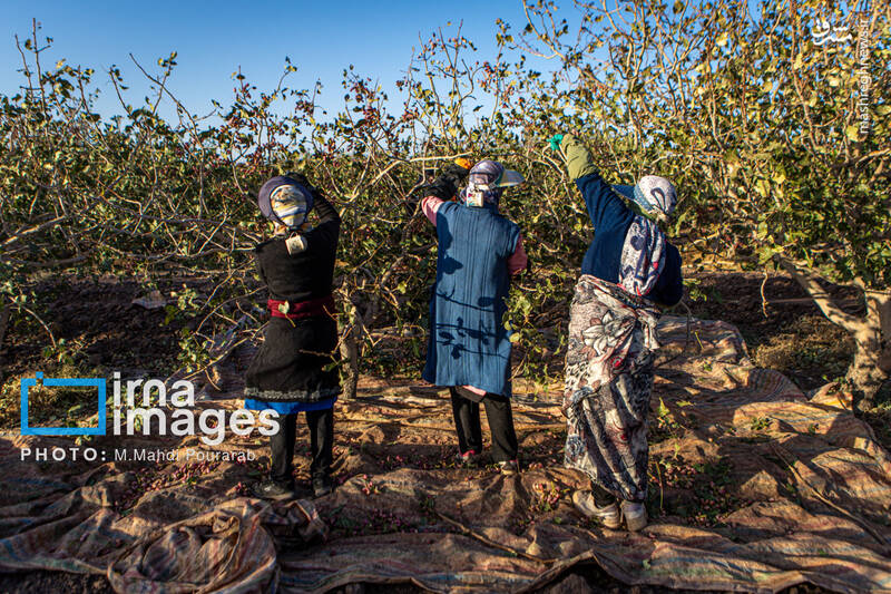 عکس / تولید پسته از زمین تا بازار 3