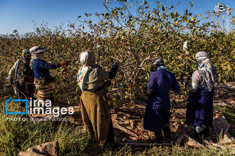 عکس / تولید پسته از زمین تا بازار 2