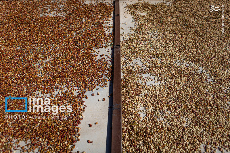 عکس / تولید پسته از زمین تا بازار 24