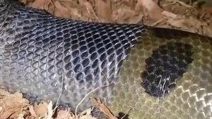 فیلم/ پوست‌اندازی یک مار عظیم‌الجثه را ببینید