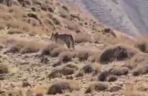 فیلم/ مشاهده پلنگ ایرانی در ارتفاعات فیروزکوه