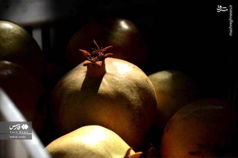 عکس/ برداشت انار از باغات شیوند