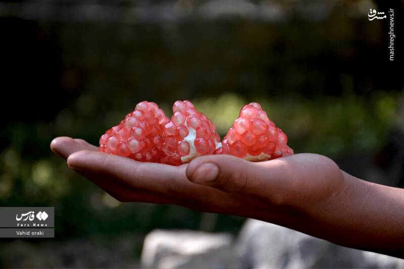 عکس/ برداشت انار از باغات شیوند