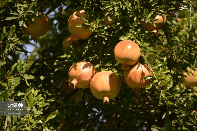 عکس/ برداشت انار از باغات شیوند