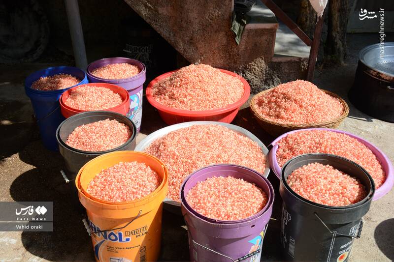 عکس/ برداشت انار از باغات شیوند